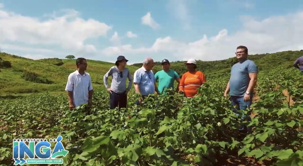 Técnicos agrícolas de Brasília e João Pessoa visitam plantio do algodão orgânico de Ingá